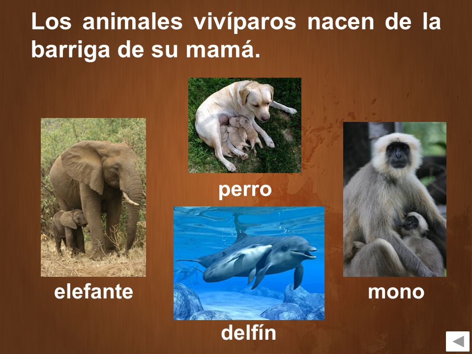 Los animales vivíparos nacen de la barriga de su mamá.