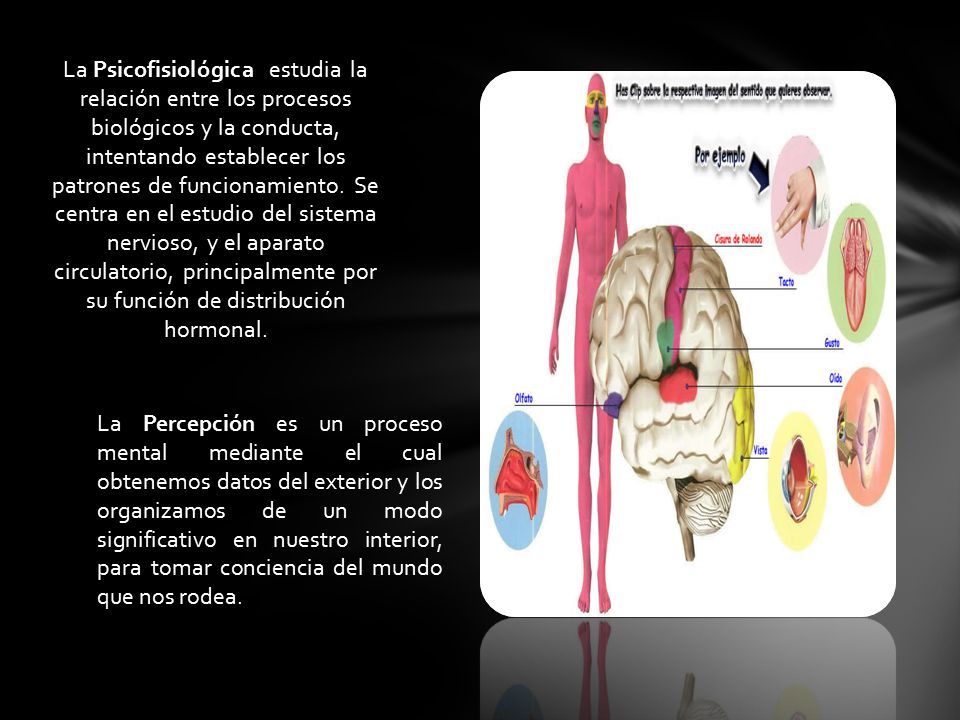 La Psicofisiológica estudia la relación entre los procesos biológicos y la conducta, intentando establecer los patrones de funcionamiento. Se centra en el estudio del sistema nervioso, y el aparato circulatorio, principalmente por su función de distribución hormonal.