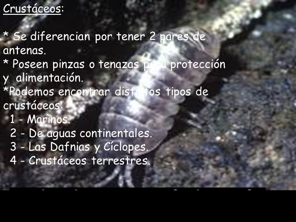 Crustáceos: * Se diferencian por tener 2 pares de antenas. * Poseen pinzas o tenazas para protección y alimentación.