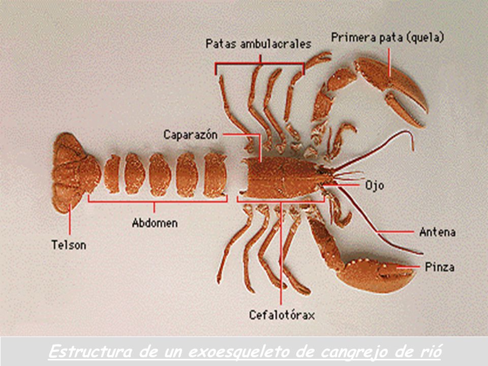 Estructura de un exoesqueleto de cangrejo de rió