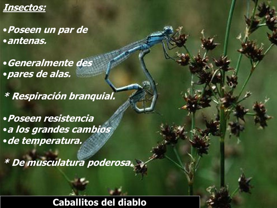 Insectos: Poseen un par de. antenas. Generalmente des. pares de alas. * Respiración branquial. Poseen resistencia.