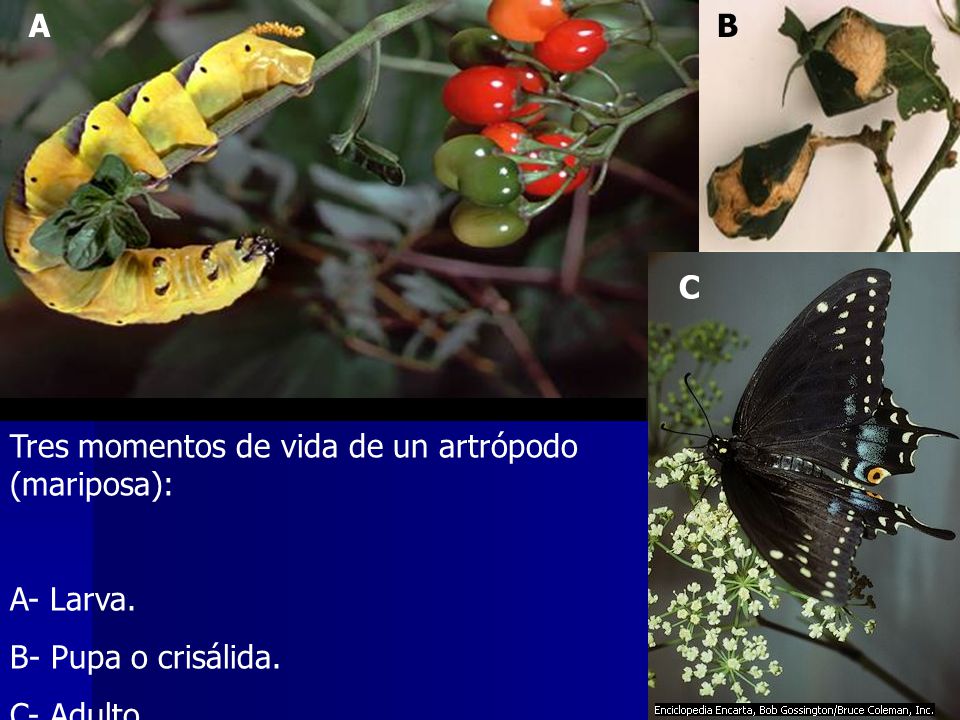 A B C Tres momentos de vida de un artrópodo (mariposa): A- Larva. B- Pupa o crisálida. C- Adulto.