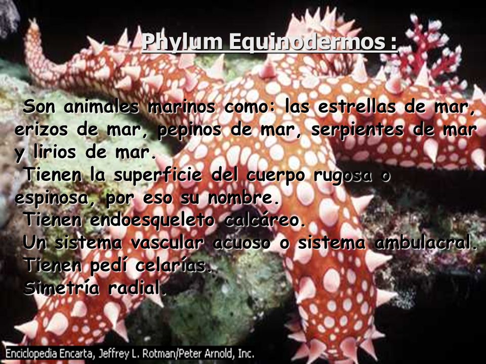 Phylum Equinodermos : Son animales marinos como: las estrellas de mar, erizos de mar, pepinos de mar, serpientes de mar y lirios de mar.