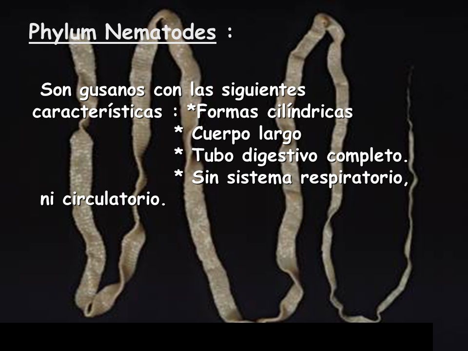 Phylum Nematodes : Son gusanos con las siguientes características : *Formas cilíndricas. * Cuerpo largo.