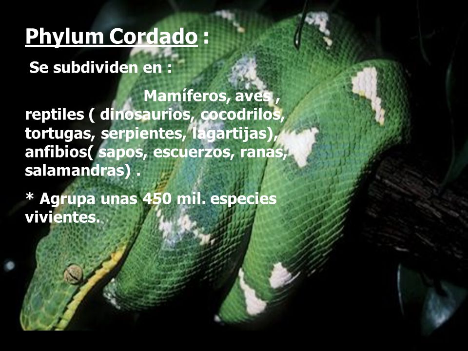 Phylum Cordado : Se subdividen en :