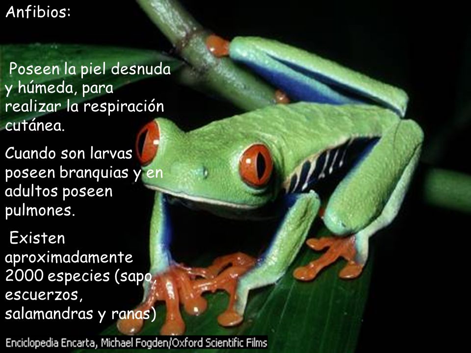 Anfibios: Poseen la piel desnuda y húmeda, para realizar la respiración cutánea. Cuando son larvas poseen branquias y en adultos poseen pulmones.