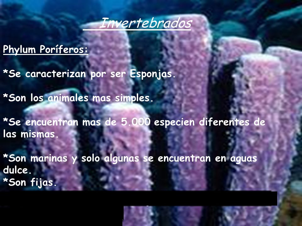 Invertebrados Phylum Poríferos: *Se caracterizan por ser Esponjas.