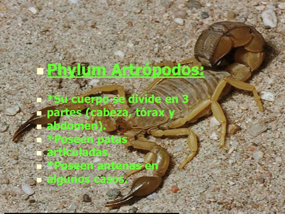 Phylum Artrópodos: *Su cuerpo se divide en 3 partes (cabeza, tórax y