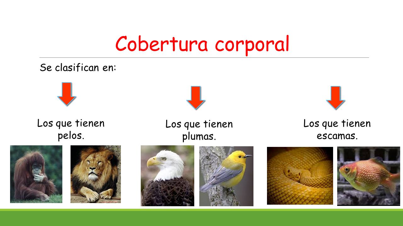Cobertura corporal Se clasifican en: Los que tienen pelos.