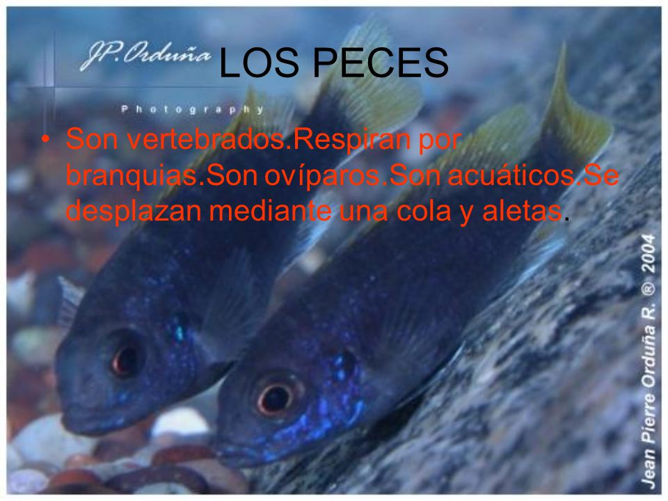LOS PECES Son vertebrados.Respiran por branquias.Son ovíparos.Son acuáticos.Se desplazan mediante una cola y aletas.