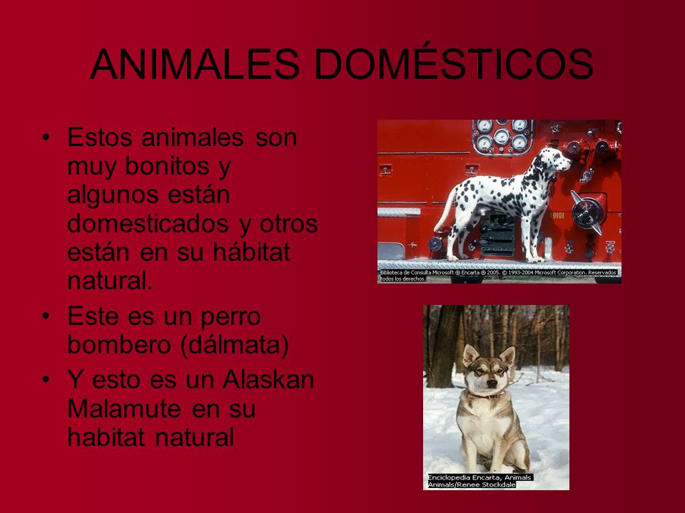 ANIMALES DOMÉSTICOS Estos animales son muy bonitos y algunos están domesticados y otros están en su hábitat natural.