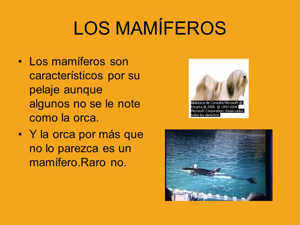 LOS MAMÍFEROS Los mamíferos son característicos por su pelaje aunque algunos no se le note como la orca.