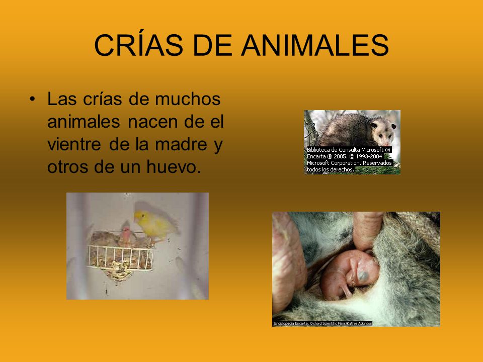 CRÍAS DE ANIMALES Las crías de muchos animales nacen de el vientre de la madre y otros de un huevo.