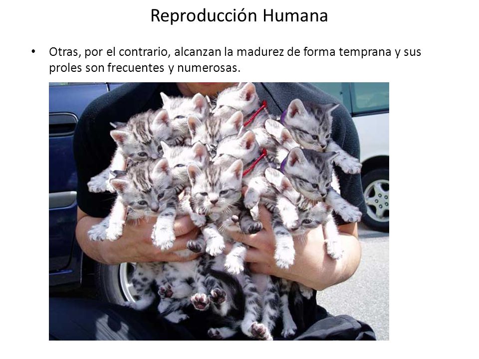 Reproducción Humana Otras, por el contrario, alcanzan la madurez de forma temprana y sus proles son frecuentes y numerosas.