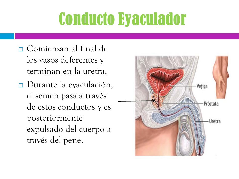 Conducto Eyaculador Comienzan al final de los vasos deferentes y terminan en la uretra.