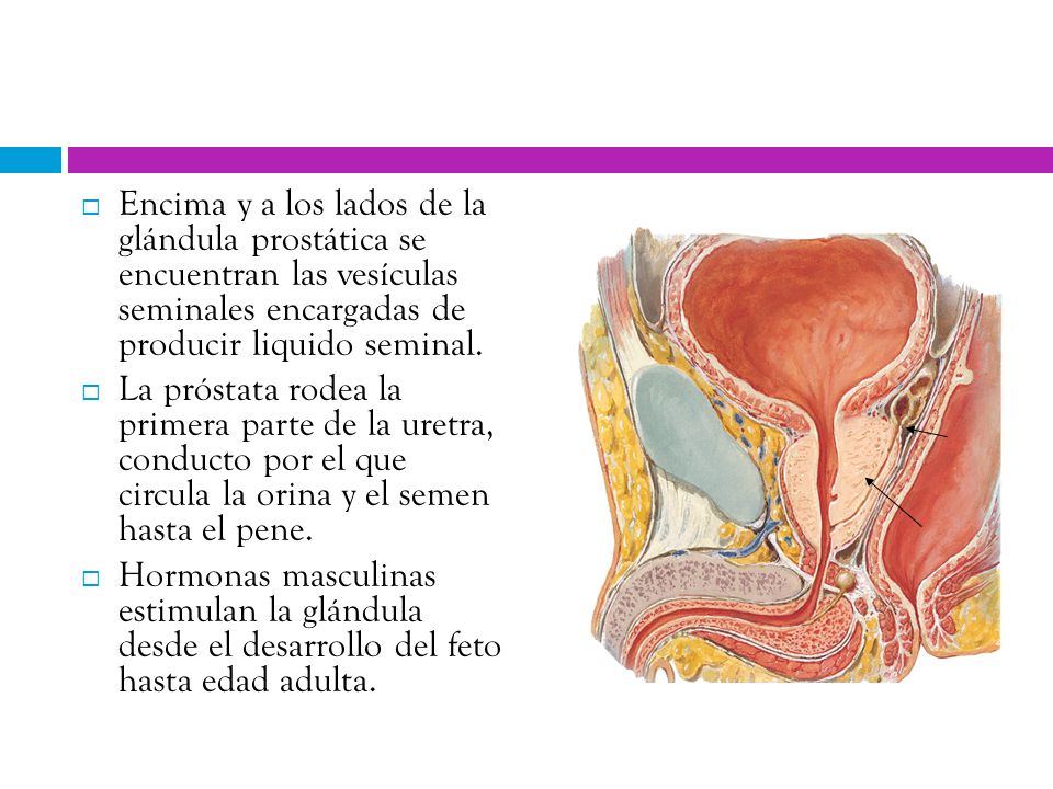 Encima y a los lados de la glándula prostática se encuentran las vesículas seminales encargadas de producir liquido seminal.