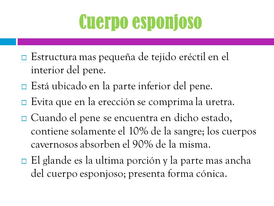 Cuerpo esponjoso Estructura mas pequeña de tejido eréctil en el interior del pene. Está ubicado en la parte inferior del pene.