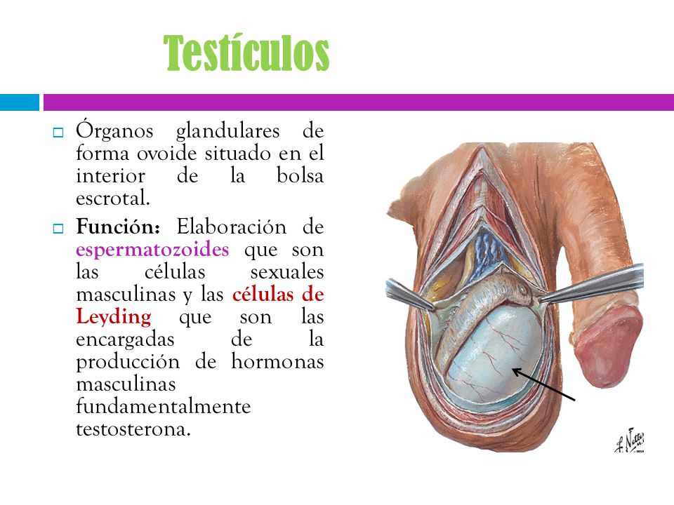 Testículos Órganos glandulares de forma ovoide situado en el interior de la bolsa escrotal.