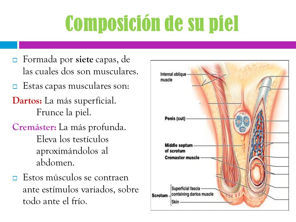 Composición de su piel Formada por siete capas, de las cuales dos son musculares. Estas capas musculares son:
