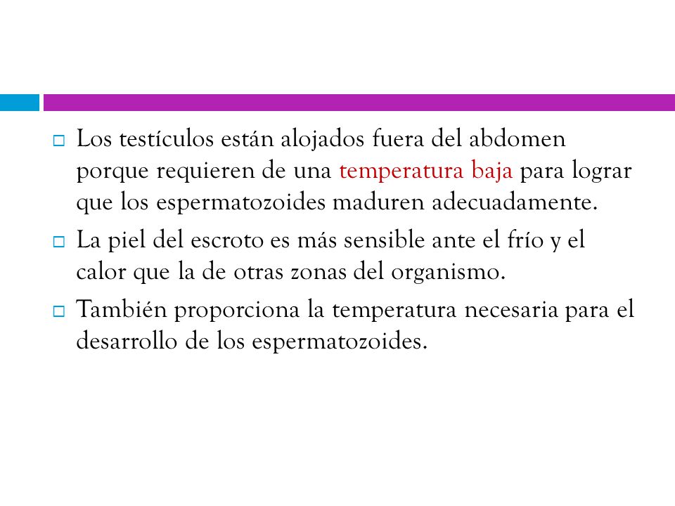 Los testículos están alojados fuera del abdomen porque requieren de una temperatura baja para lograr que los espermatozoides maduren adecuadamente.