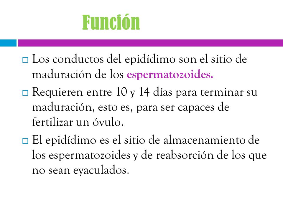 Función Los conductos del epidídimo son el sitio de maduración de los espermatozoides.