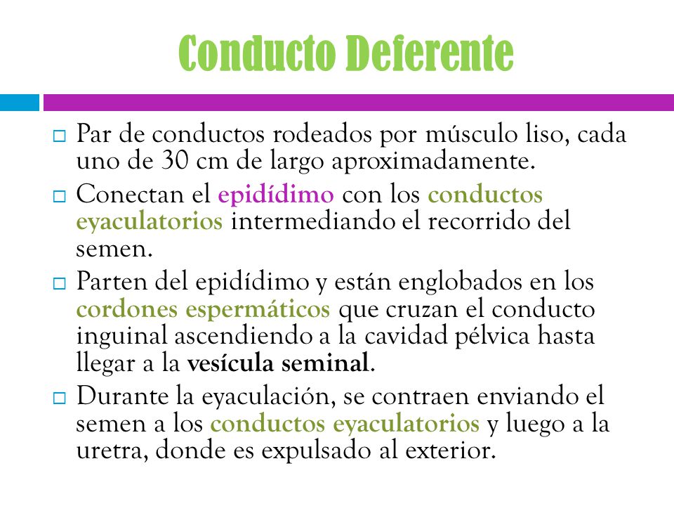 Conducto Deferente Par de conductos rodeados por músculo liso, cada uno de 30 cm de largo aproximadamente.