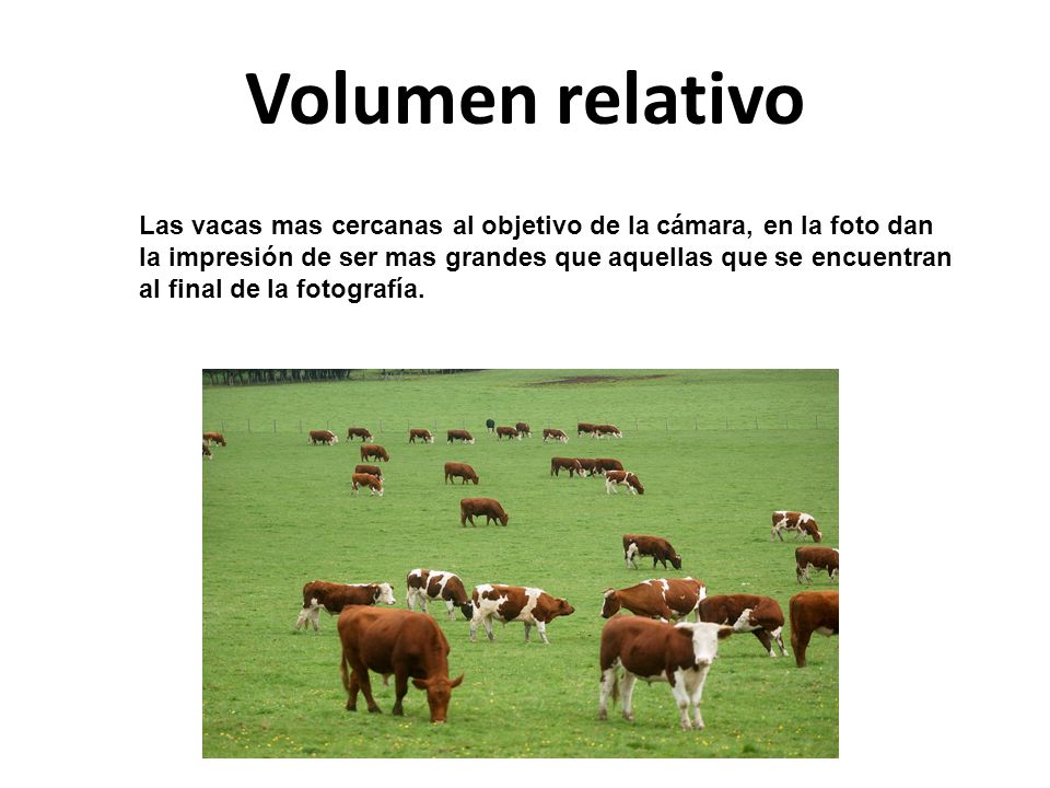 Volumen relativo Las vacas mas cercanas al objetivo de la cámara, en la foto dan. la impresión de ser mas grandes que aquellas que se encuentran.