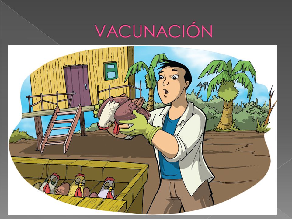 VACUNACIÓN Por qué se debe vacunar • Prevenir pérdidas económicas