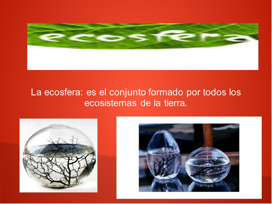 La ecosfera: es el conjunto formado por todos los ecosistemas de la tierra.