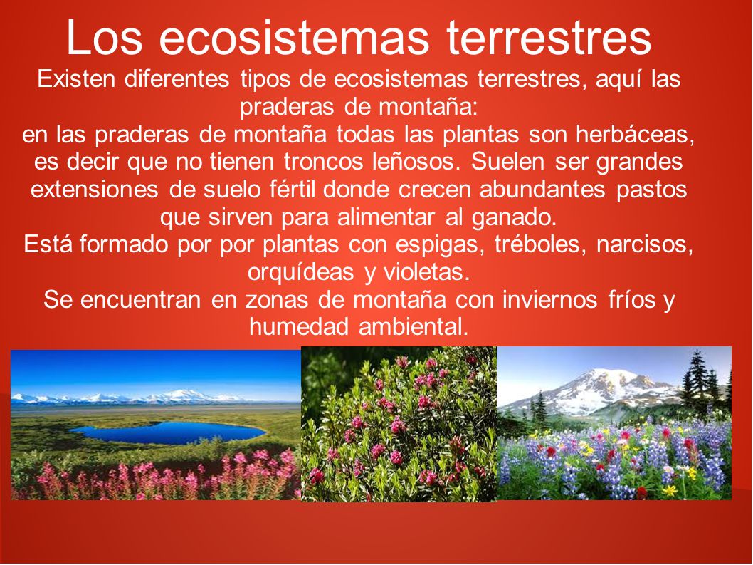 Los ecosistemas terrestres Existen diferentes tipos de ecosistemas terrestres, aquí las praderas de montaña: en las praderas de montaña todas las plantas son herbáceas, es decir que no tienen troncos leñosos.