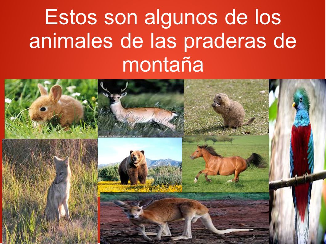 Estos son algunos de los animales de las praderas de montaña