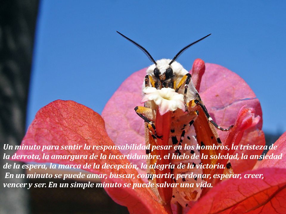 Un minuto para sentir la responsabilidad pesar en los hombros, la tristeza de la derrota, la amargura de la incertidumbre, el hielo de la soledad, la ansiedad de la espera, la marca de la decepción, la alegría de la victoria.