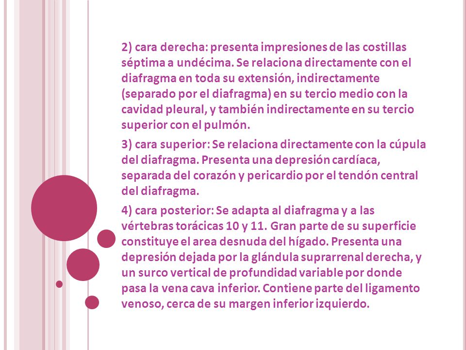 2) cara derecha: presenta impresiones de las costillas séptima a undécima. Se relaciona directamente con el diafragma en toda su extensión, indirectamente (separado por el diafragma) en su tercio medio con la cavidad pleural, y también indirectamente en su tercio superior con el pulmón.