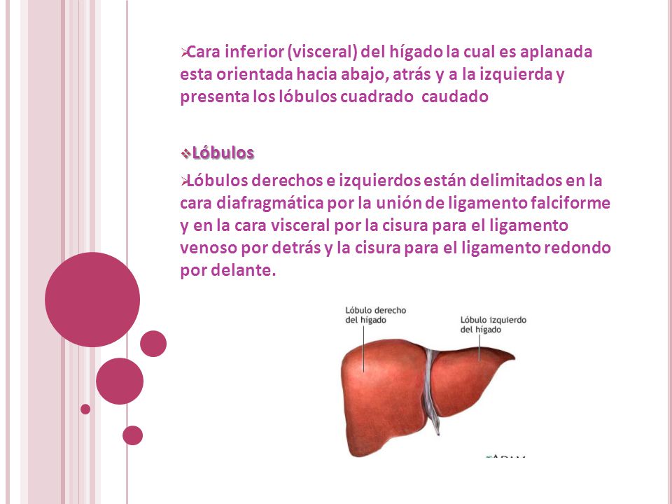 Cara inferior (visceral) del hígado la cual es aplanada esta orientada hacia abajo, atrás y a la izquierda y presenta los lóbulos cuadrado caudado