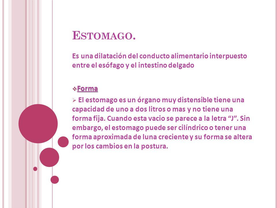 Estomago. Es una dilatación del conducto alimentario interpuesto entre el esófago y el intestino delgado.