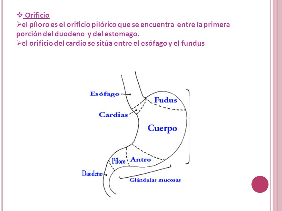 Orificio el píloro es el orificio pilórico que se encuentra entre la primera porción del duodeno y del estomago.