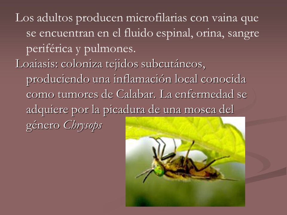 Los adultos producen microfilarias con vaina que se encuentran en el fluido espinal, orina, sangre periférica y pulmones.