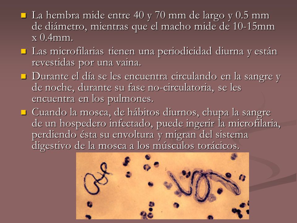La hembra mide entre 40 y 70 mm de largo y 0