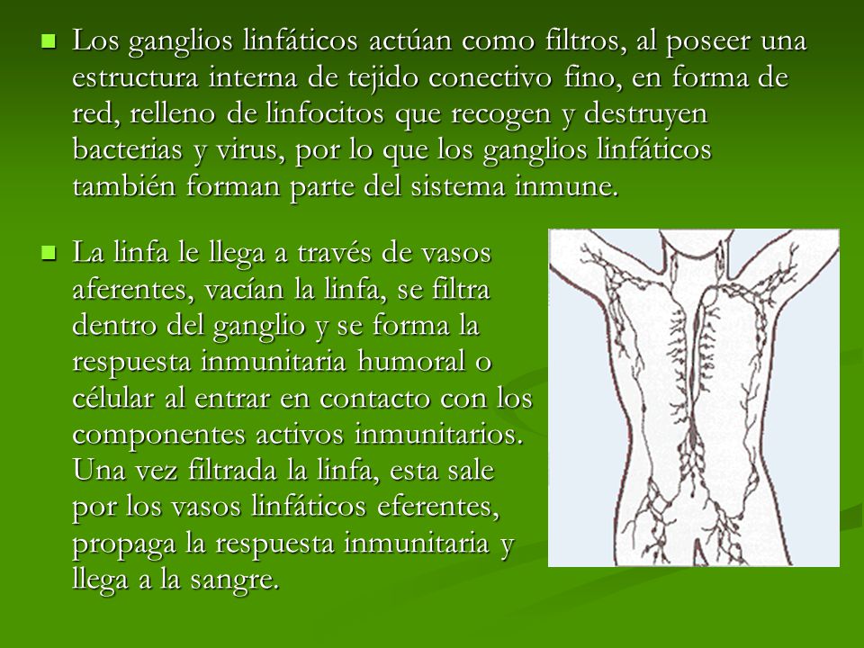 Los ganglios linfáticos actúan como filtros, al poseer una estructura interna de tejido conectivo fino, en forma de red, relleno de linfocitos que recogen y destruyen bacterias y virus, por lo que los ganglios linfáticos también forman parte del sistema inmune.