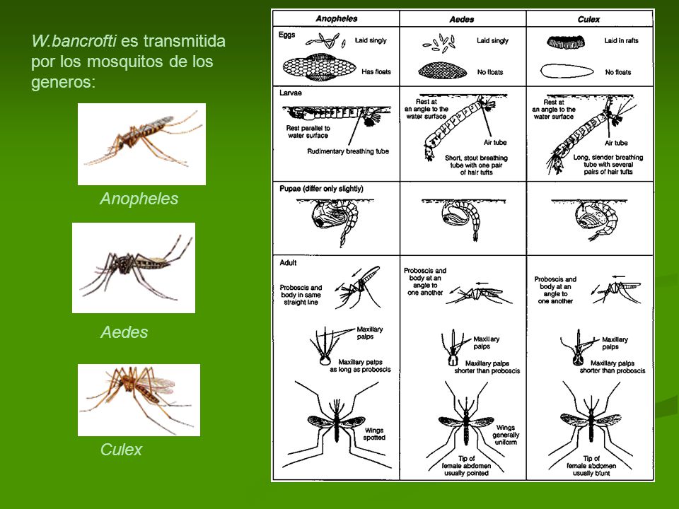 W.bancrofti es transmitida por los mosquitos de los generos: