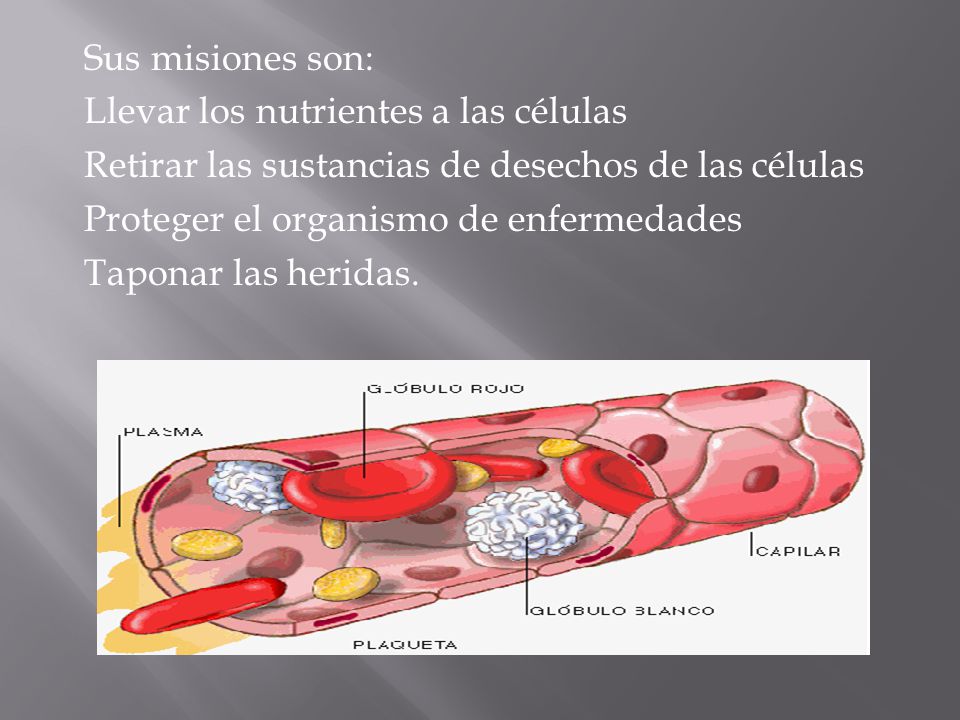 Sus misiones son: Llevar los nutrientes a las células Retirar las sustancias de desechos de las células Proteger el organismo de enfermedades Taponar las heridas.