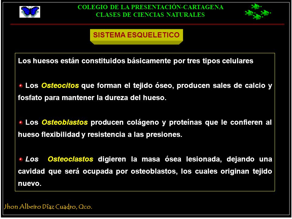 SISTEMA ESQUELETICO Los huesos están constituidos básicamente por tres tipos celulares.