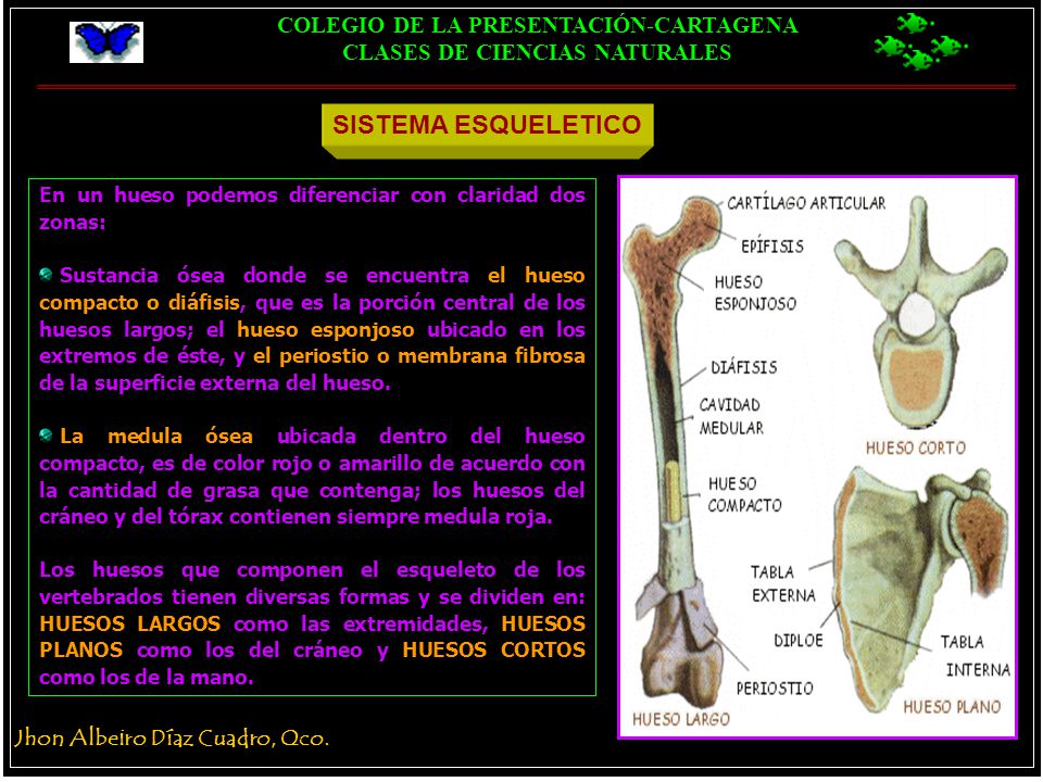 SISTEMA ESQUELETICO En un hueso podemos diferenciar con claridad dos zonas: