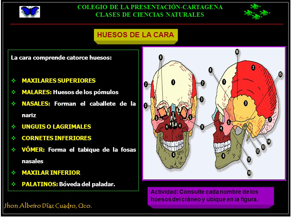 HUESOS DE LA CARA La cara comprende catorce huesos: