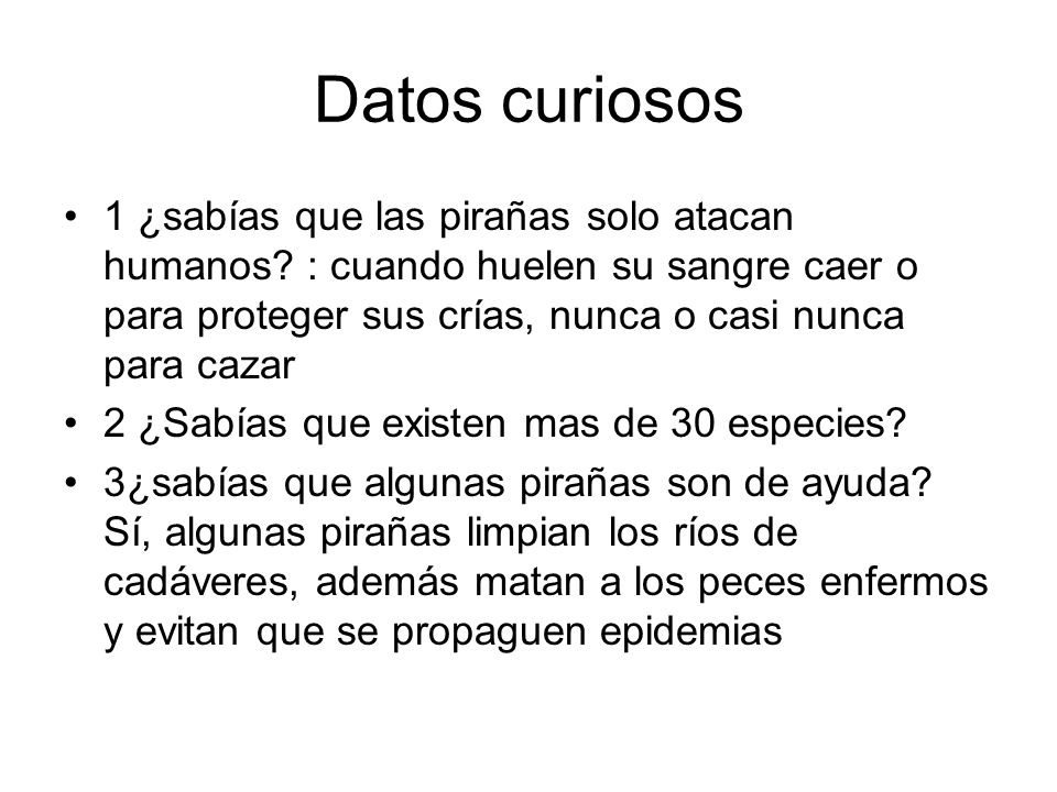 Datos curiosos 1 ¿sabías que las pirañas solo atacan humanos : cuando huelen su sangre caer o para proteger sus crías, nunca o casi nunca para cazar.
