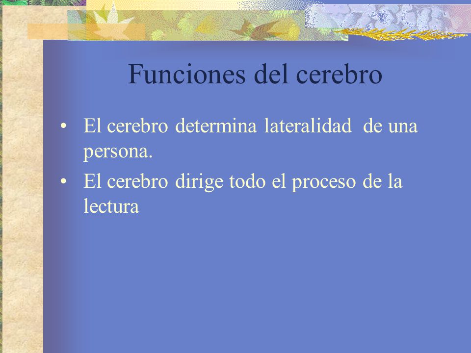 Funciones del cerebro El cerebro determina lateralidad de una persona.