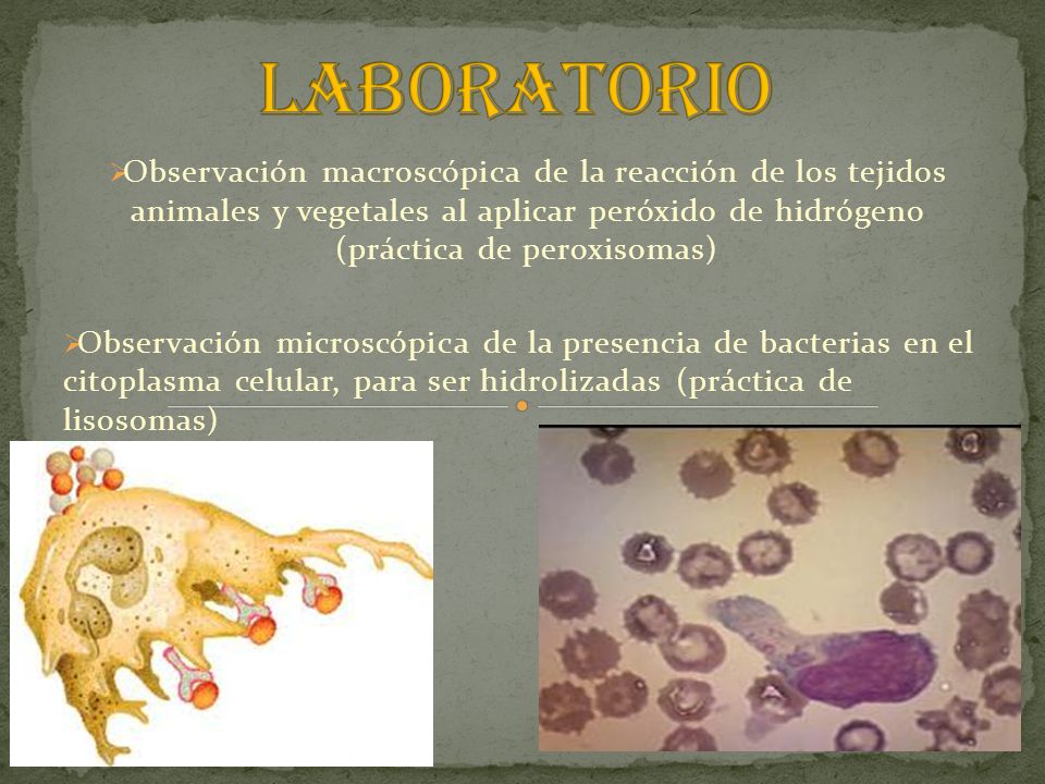 Laboratorio Observación macroscópica de la reacción de los tejidos animales y vegetales al aplicar peróxido de hidrógeno (práctica de peroxisomas)