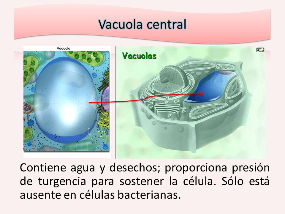 Vacuola central Contiene agua y desechos; proporciona presión de turgencia para sostener la célula.