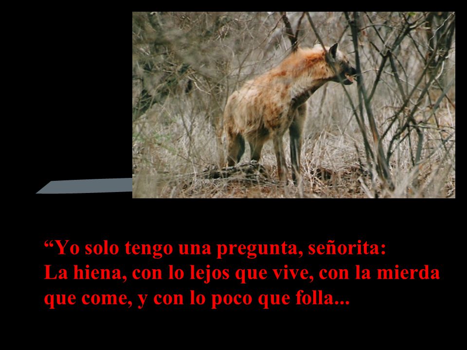 Yo solo tengo una pregunta, señorita: La hiena, con lo lejos que vive, con la mierda que come, y con lo poco que folla...