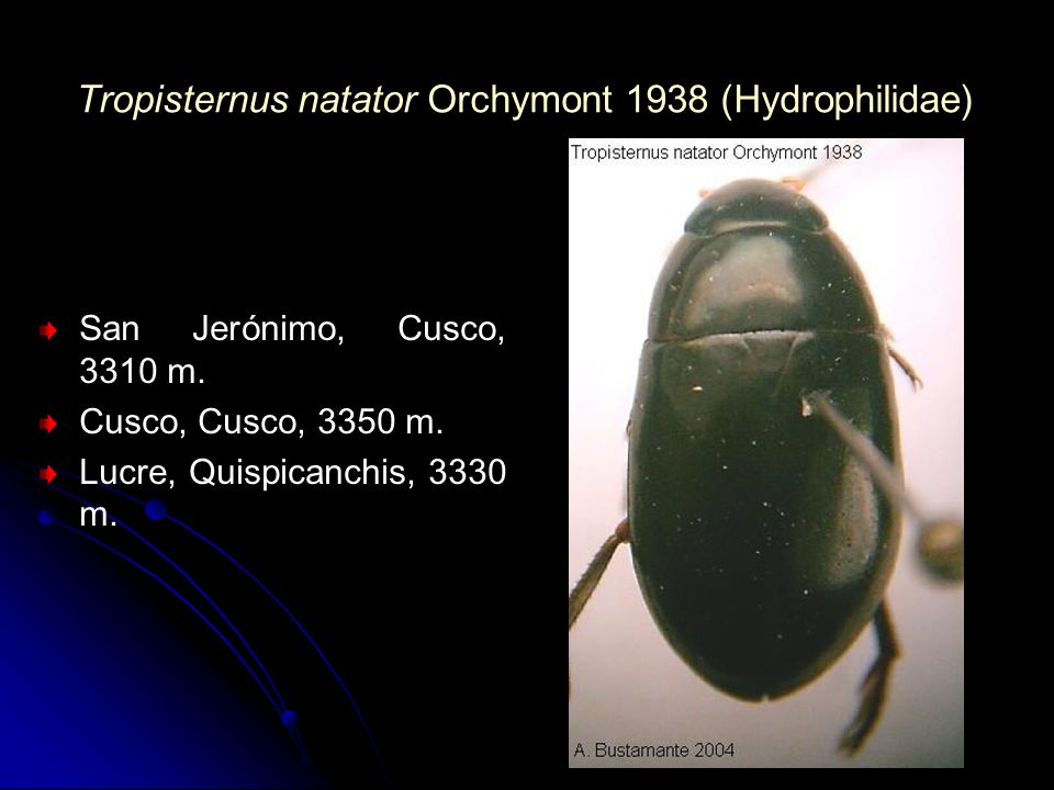 Tropisternus natator Orchymont 1938 (Hydrophilidae)